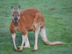 Rotes Riesenkänguru_3.jpg